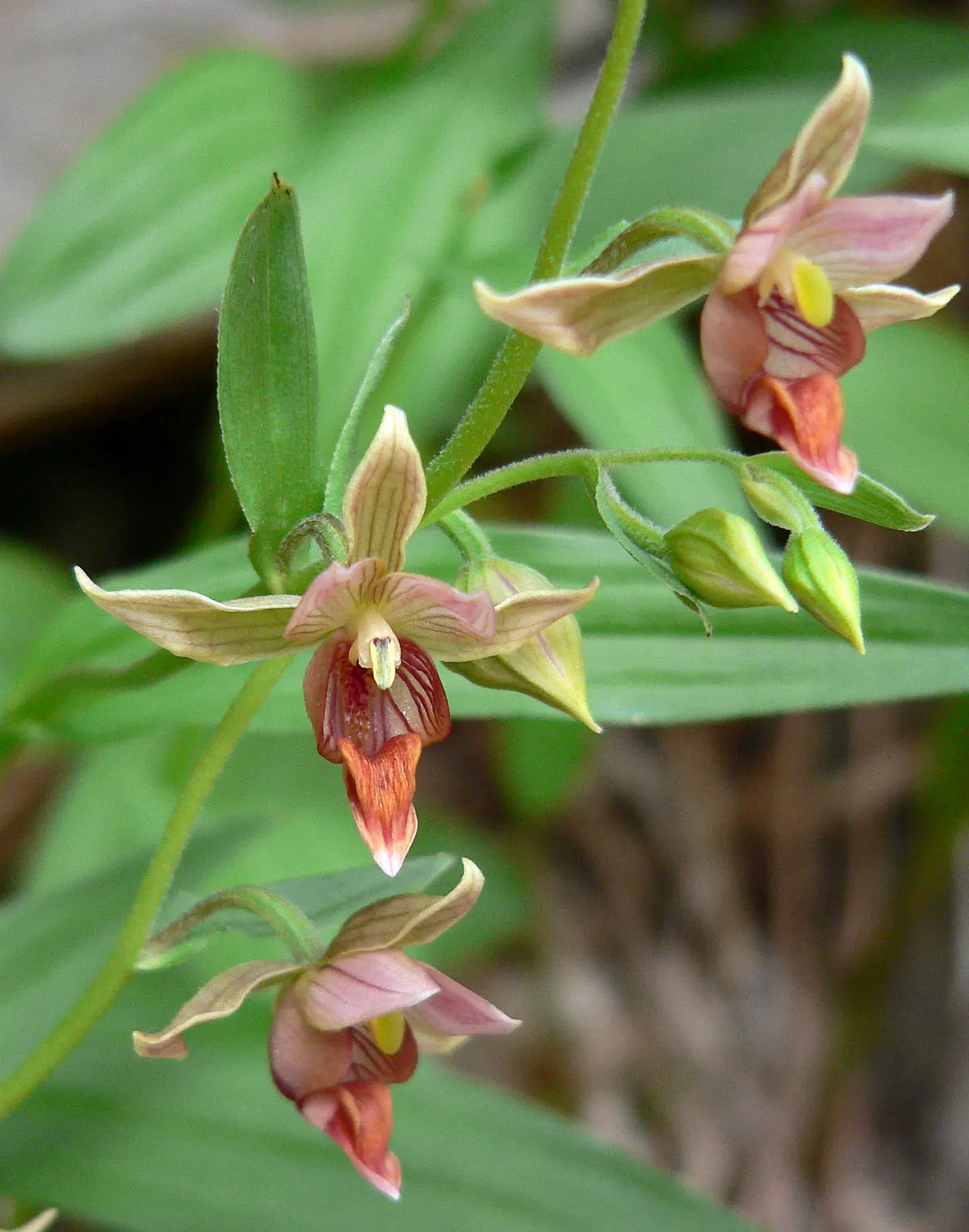 Stream Orchid (Epipactis Gigantea) — The plant's preference lies with humus-rich, well-drained soil; herb / perennial with multi-colored and orange, image 60