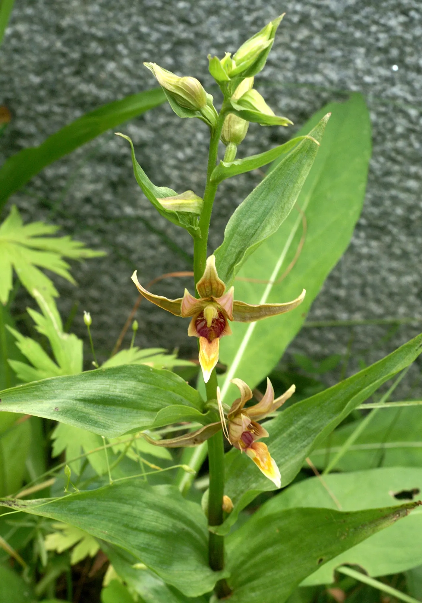 Stream Orchid (Epipactis Gigantea) — Moist, well-drained soil under partial shade mimics its natural habitat, ensuring optimal growth; in the, image 72