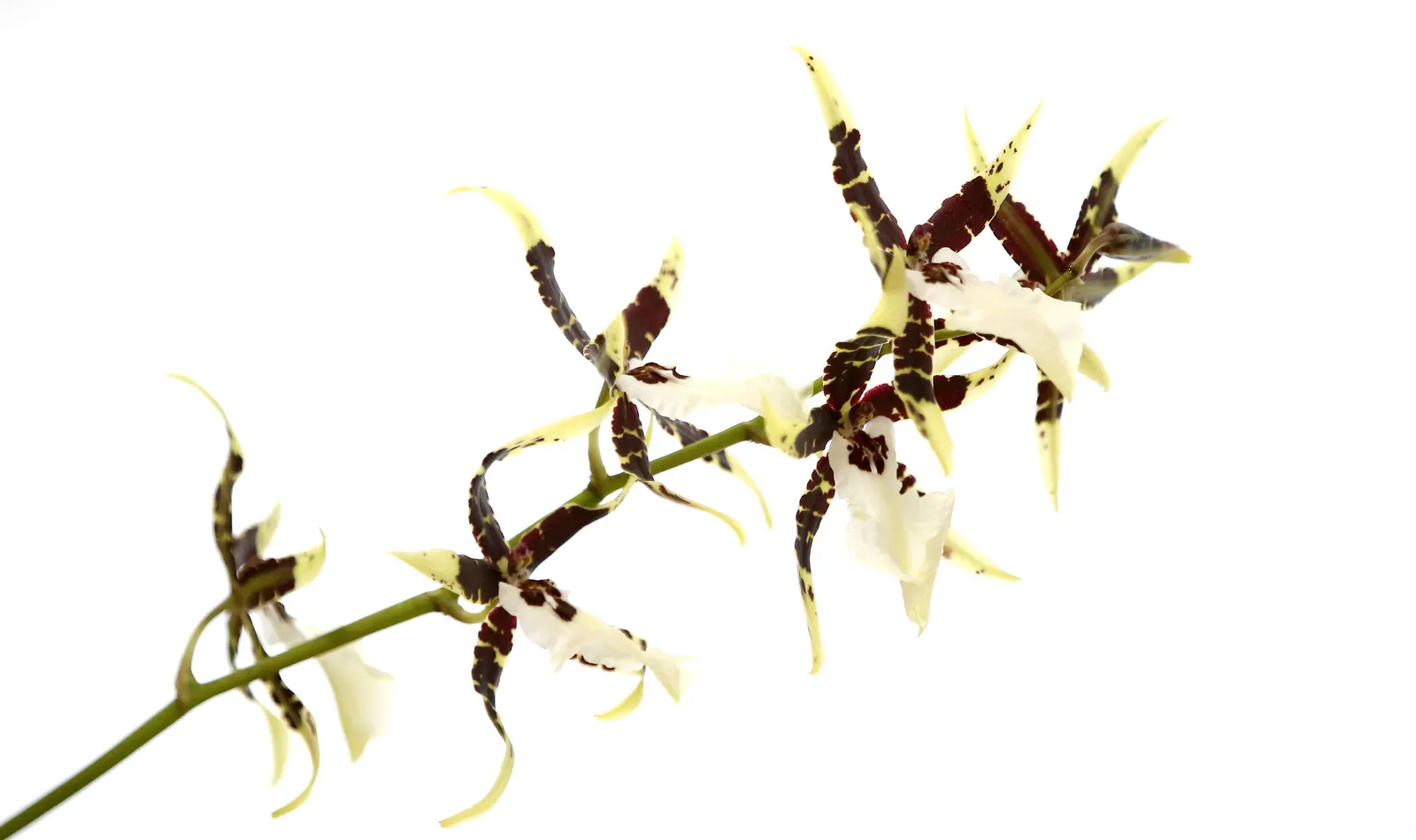 Stream Orchid (Epipactis Gigantea) — stands as a captivating and resilient perennial native to the western regions of North America; thriving along, image 51