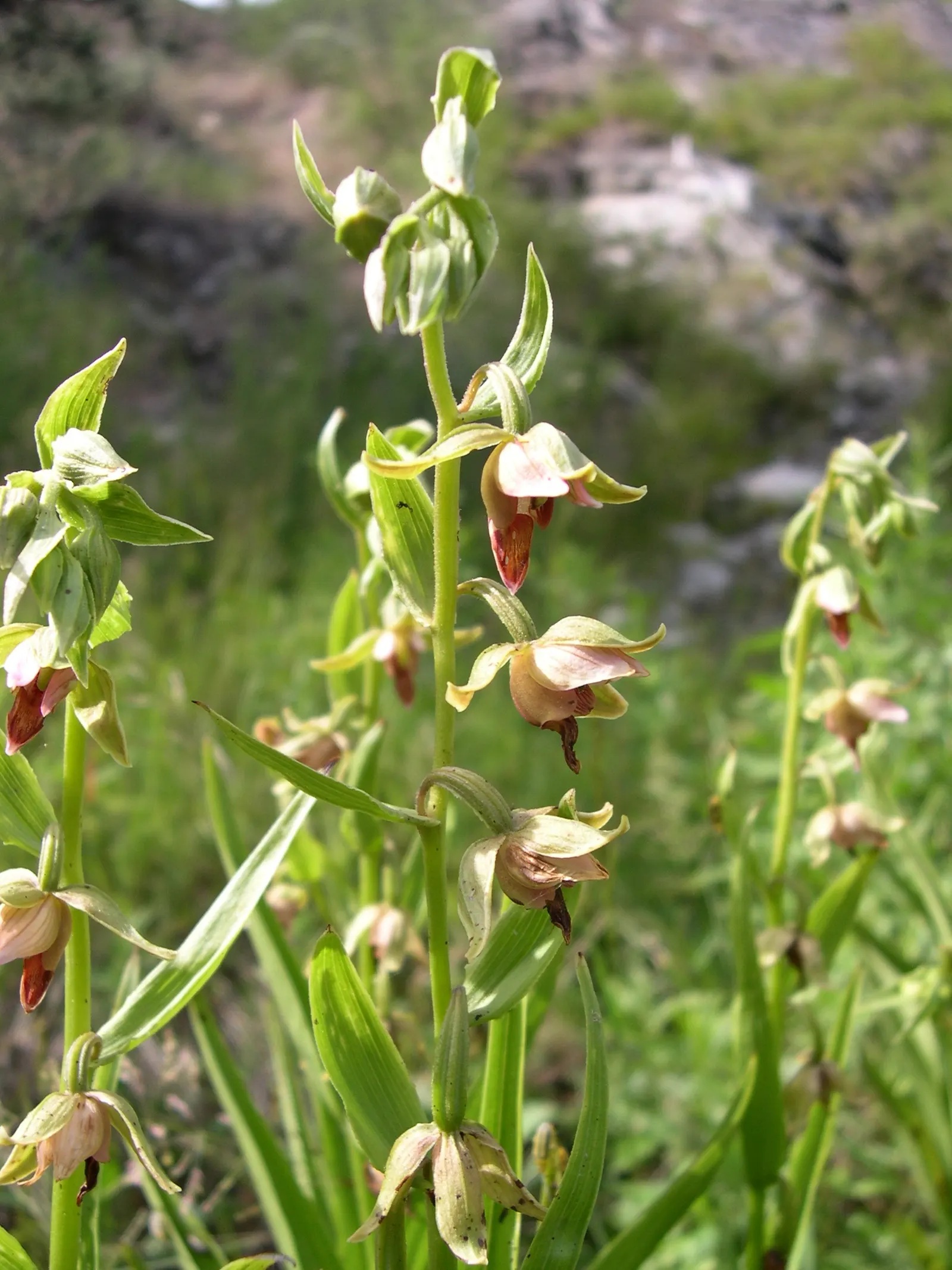 Stream Orchid (Epipactis Gigantea) — Its robust rhizomatous structure allows it to thrive in moist environments; often found along streams, image 52