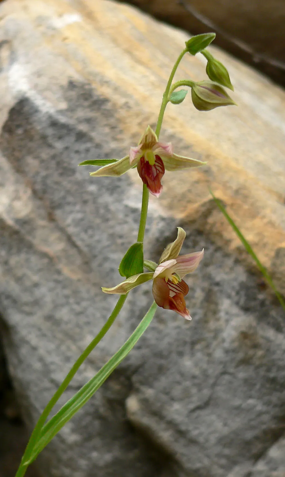 Stream Orchid (Epipactis Gigantea) — the Stream Orchid produces a striking floral display from late spring to early summer; its robust rhizomatous, image 121