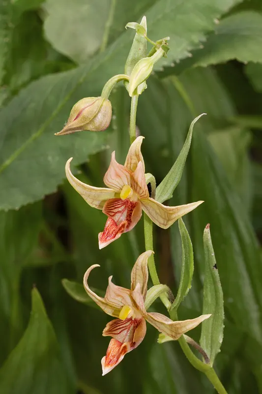 Stream Orchid (Epipactis Gigantea) — The plant also acts as a magnet for local pollinators, adding ecological value to its ornamental charm, image 107