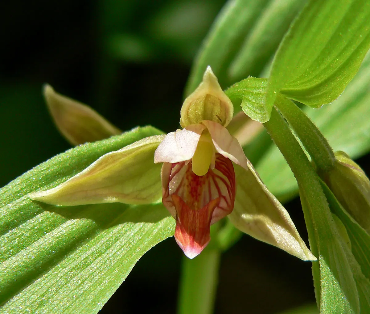 Stream Orchid (Epipactis Gigantea) — their hues a blend of green; it displays captivating 3/4-inch flowers, image 48