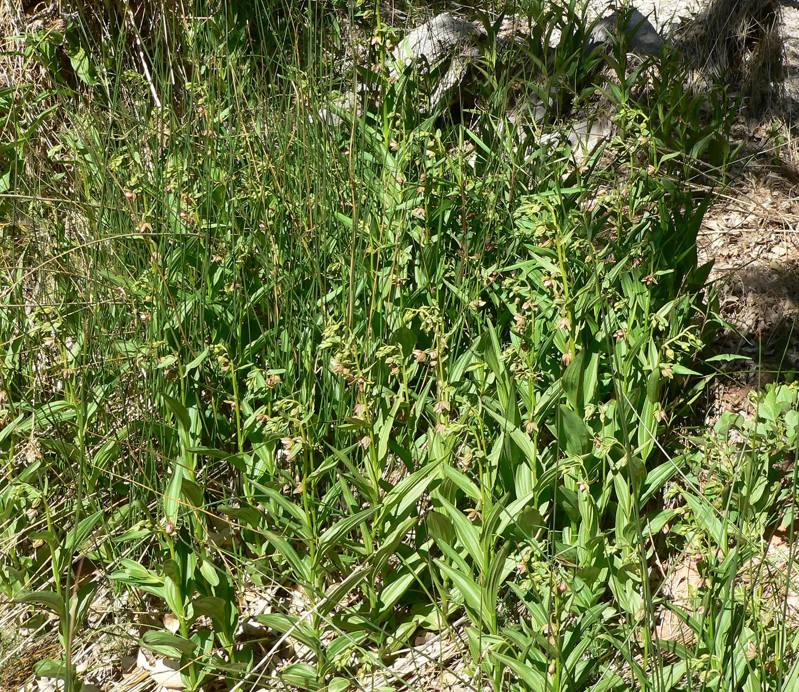 Stream Orchid (Epipactis Gigantea) — Its robust rhizomatous structure allows it to thrive in moist environments; often found along streams, image 140