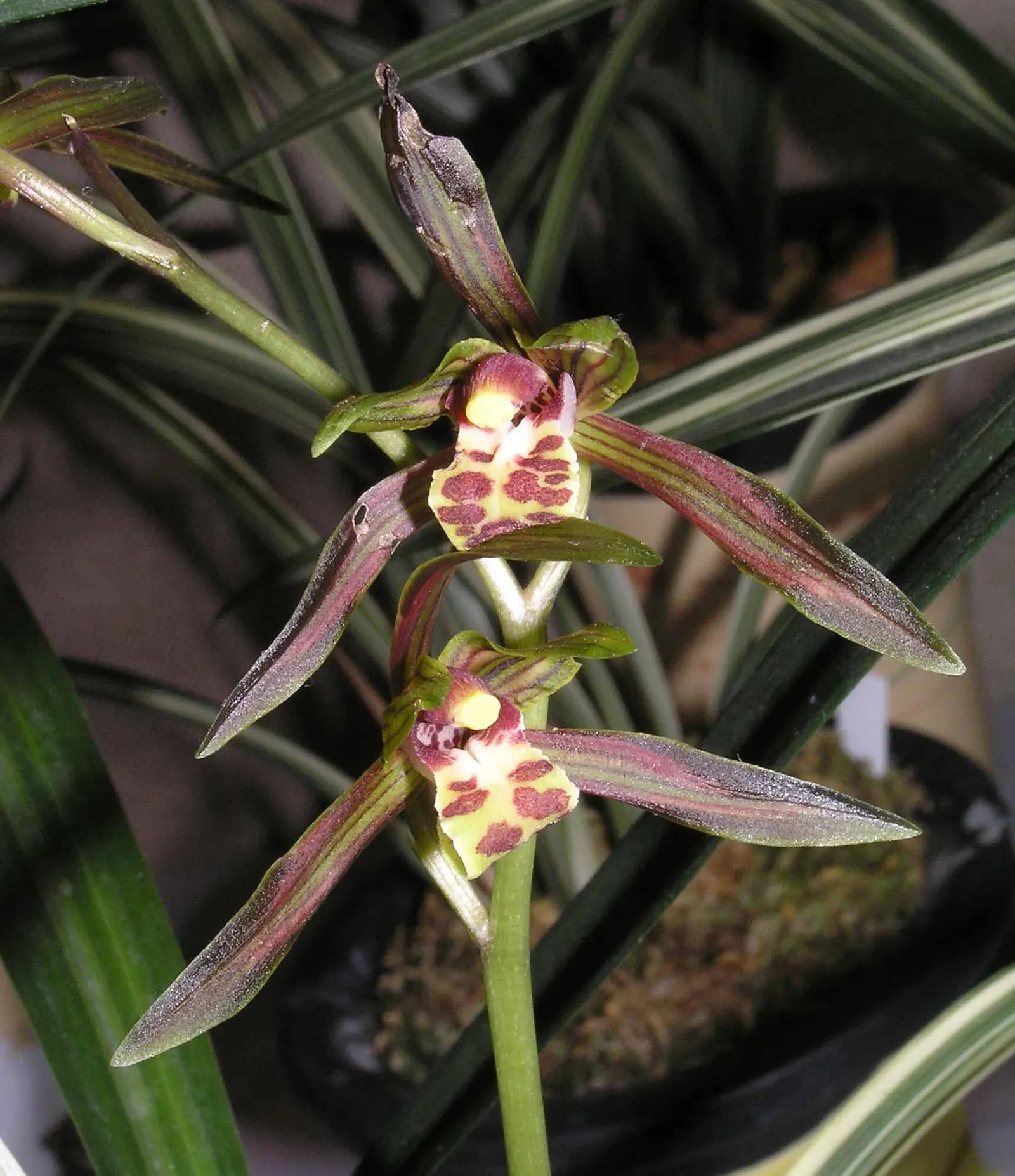Stream Orchid (Epipactis Gigantea) — the Stream Orchid produces a striking floral display from late spring to early summer; its robust rhizomatous, image 143
