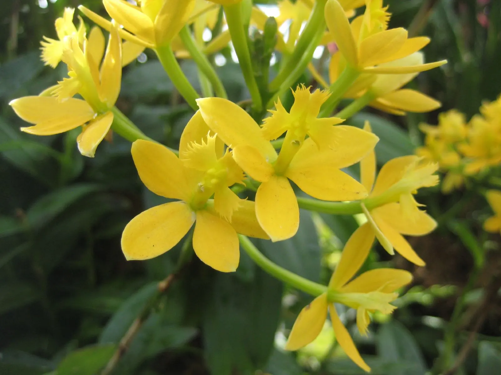 Stream Orchid (Epipactis Gigantea) — Thriving along streams and springs, it reaches heights of 1 to 2 feet, sporting broad, lance-shaped leaves, image 46