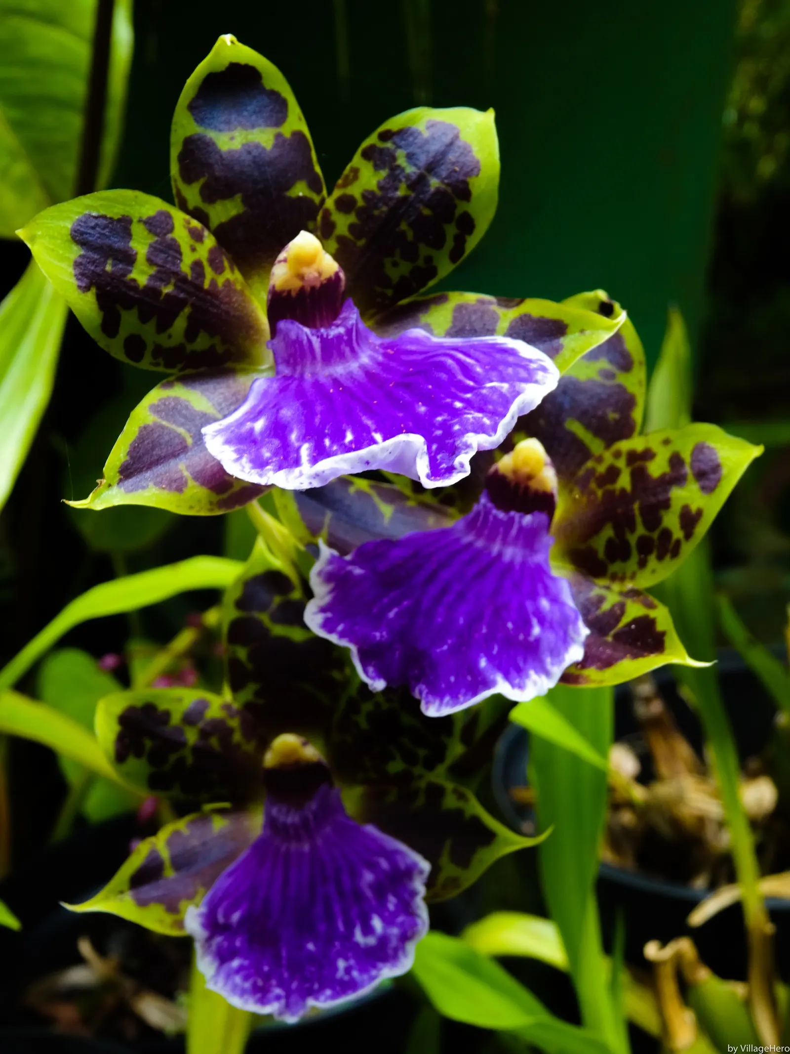 Stream Orchid (Epipactis Gigantea) — it displays captivating 3/4-inch flowers; it's largely free from serious pests and diseases, making it a, image 135