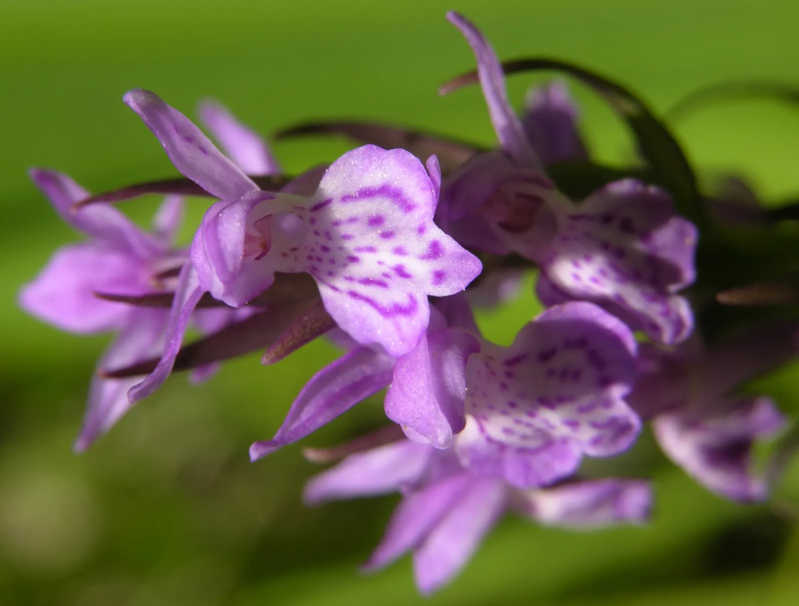 Stream Orchid (Epipactis Gigantea) — standing out against the backdrop of rippling water