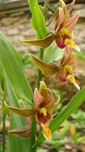 Stream Orchid (Epipactis Gigantea) — It's largely free from serious pests and diseases, making it a robust addition to the landscape; ranging from, image 150