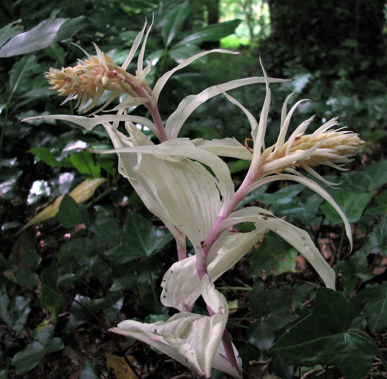 Stream Orchid (Epipactis Gigantea) — provided that soil moisture is consistently maintained; lending an exotic appeal to garden settings, image 103