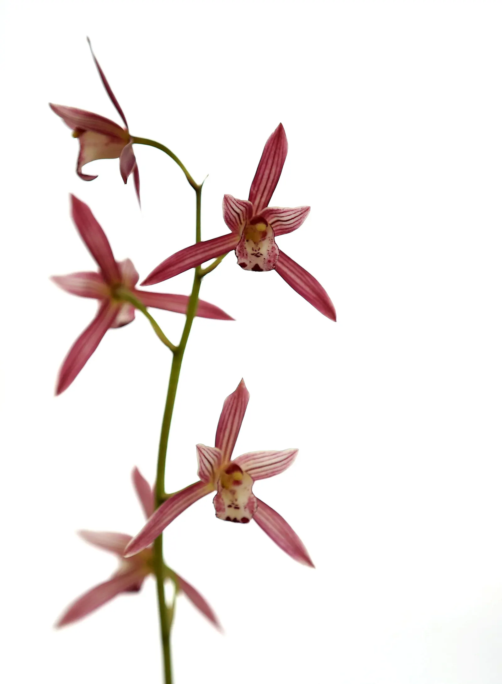 Stream Orchid (Epipactis Gigantea) — The Stream Orchid (Epipactis gigantea) is a striking perennial native to western North America; their hues a, image 67