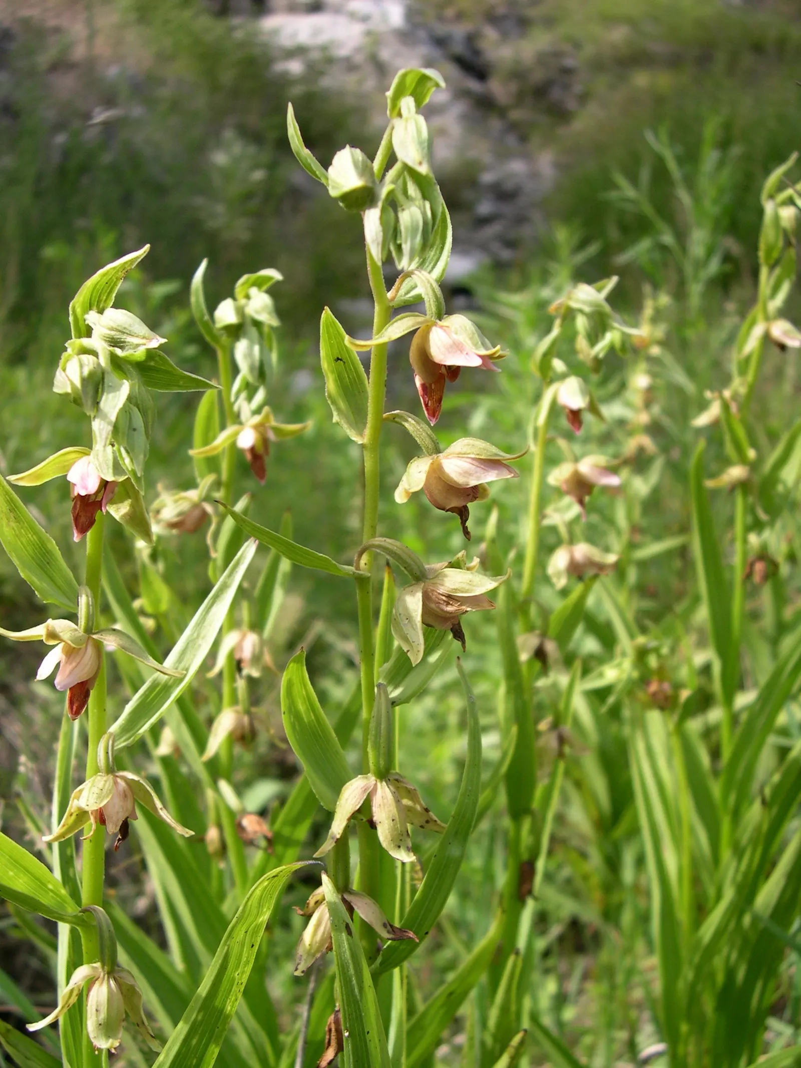 Stream Orchid (Epipactis Gigantea) — The plant's preference lies with humus-rich, well-drained soil