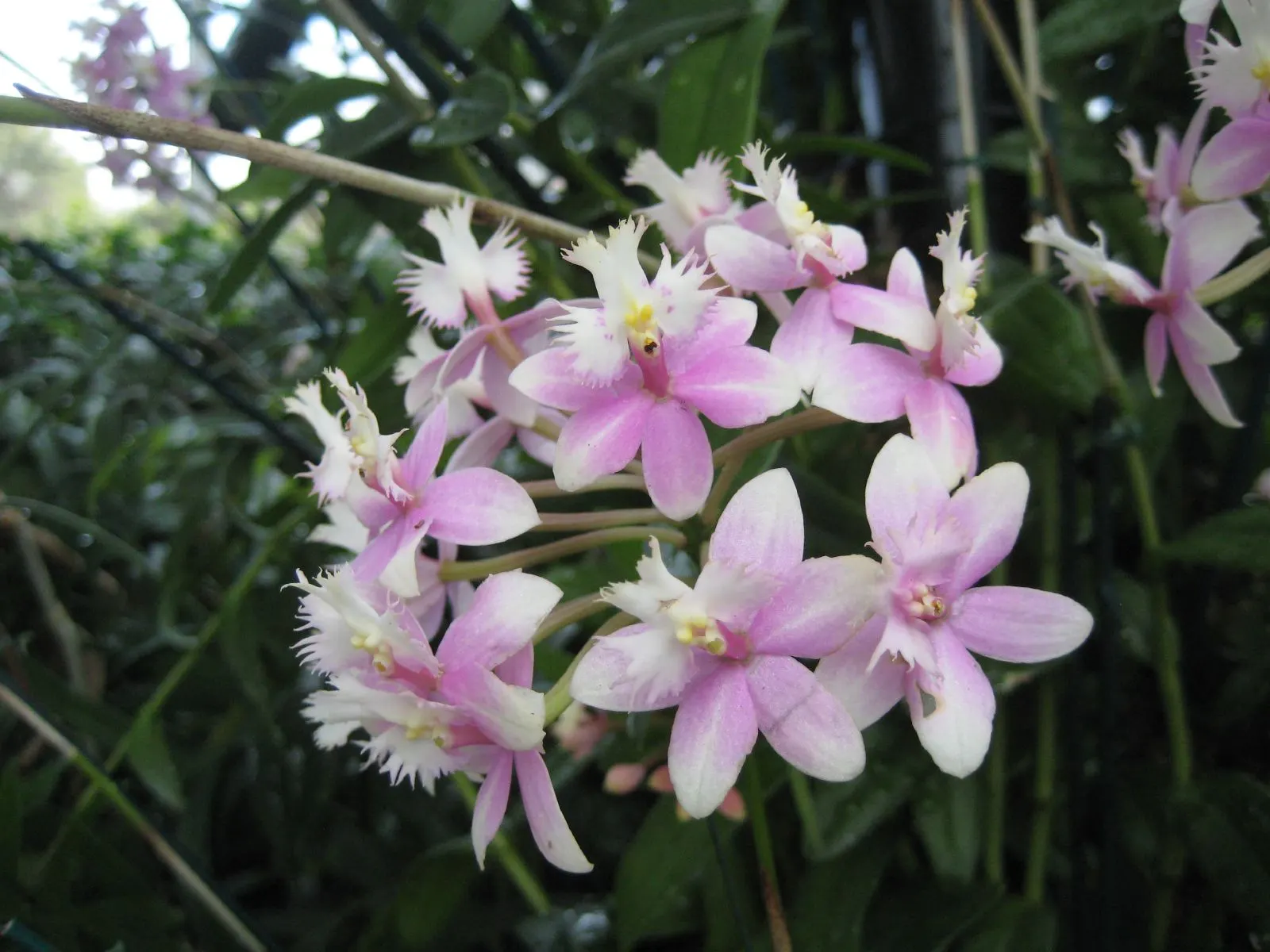 Stream Orchid (Epipactis Gigantea) — herb / perennial with multi-colored and orange and red and yellow blooms; the intricate flowers have a, image 65