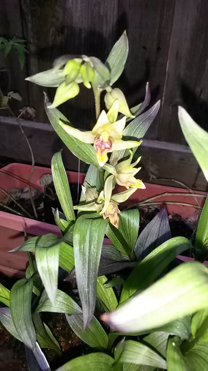Stream Orchid (Epipactis Gigantea) — multi-colored and orange and red and yellow flowers in the garden; standing out against the backdrop of, image 86