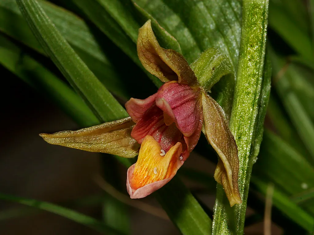 Stream Orchid (Epipactis Gigantea) — the Stream Orchid produces a striking floral display from late spring to early summer; its robust rhizomatous structure