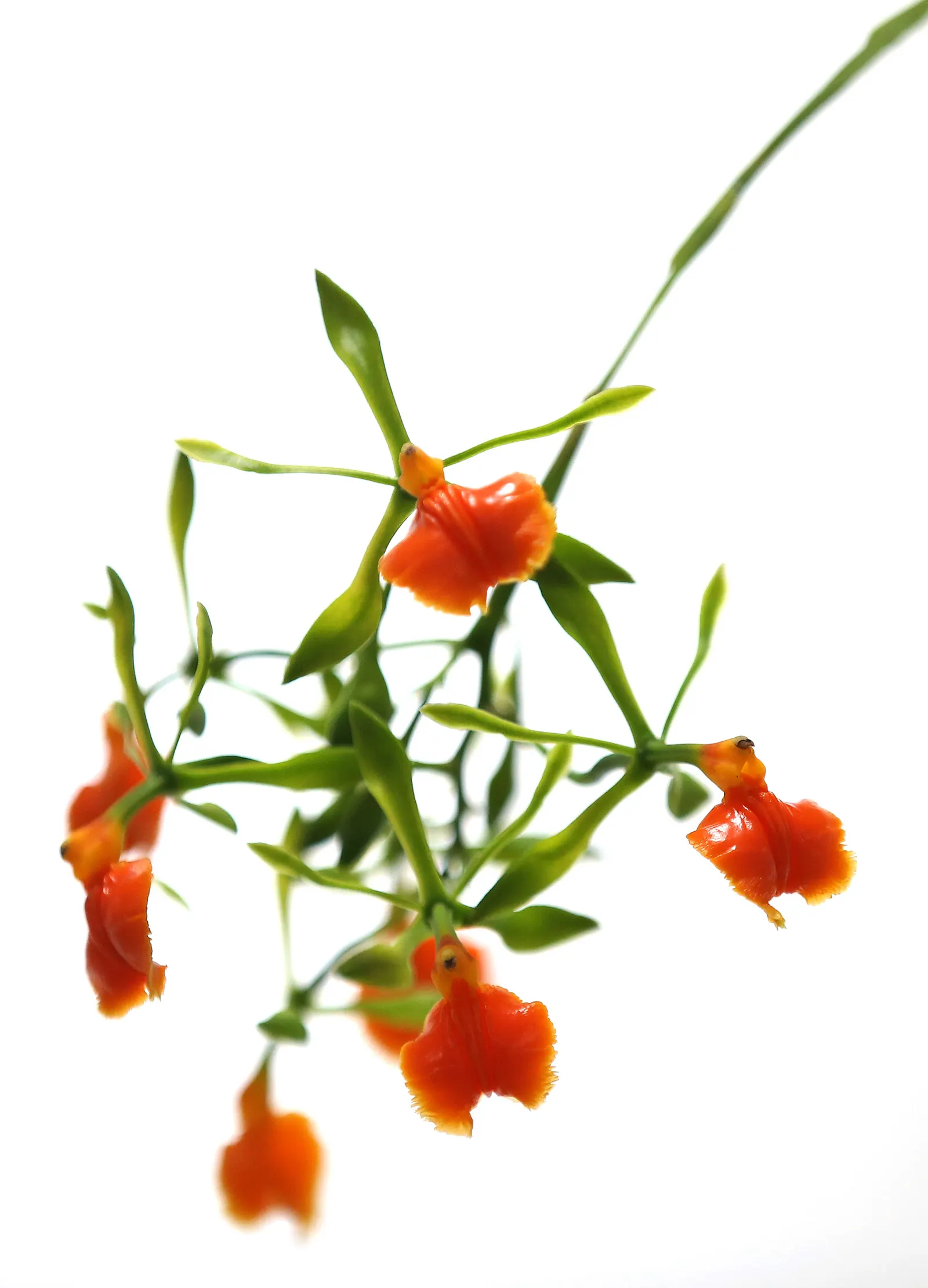 Stream Orchid (Epipactis Gigantea) — Typically growing to a height of around 1 to 2 feet