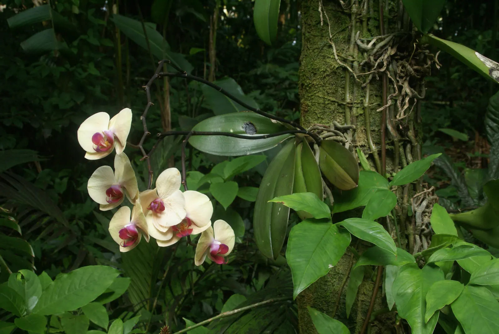 Stream Orchid (Epipactis Gigantea) — ranging from green and brown to a dash of deep pink or purple; herb / perennial for half or shade, image 145