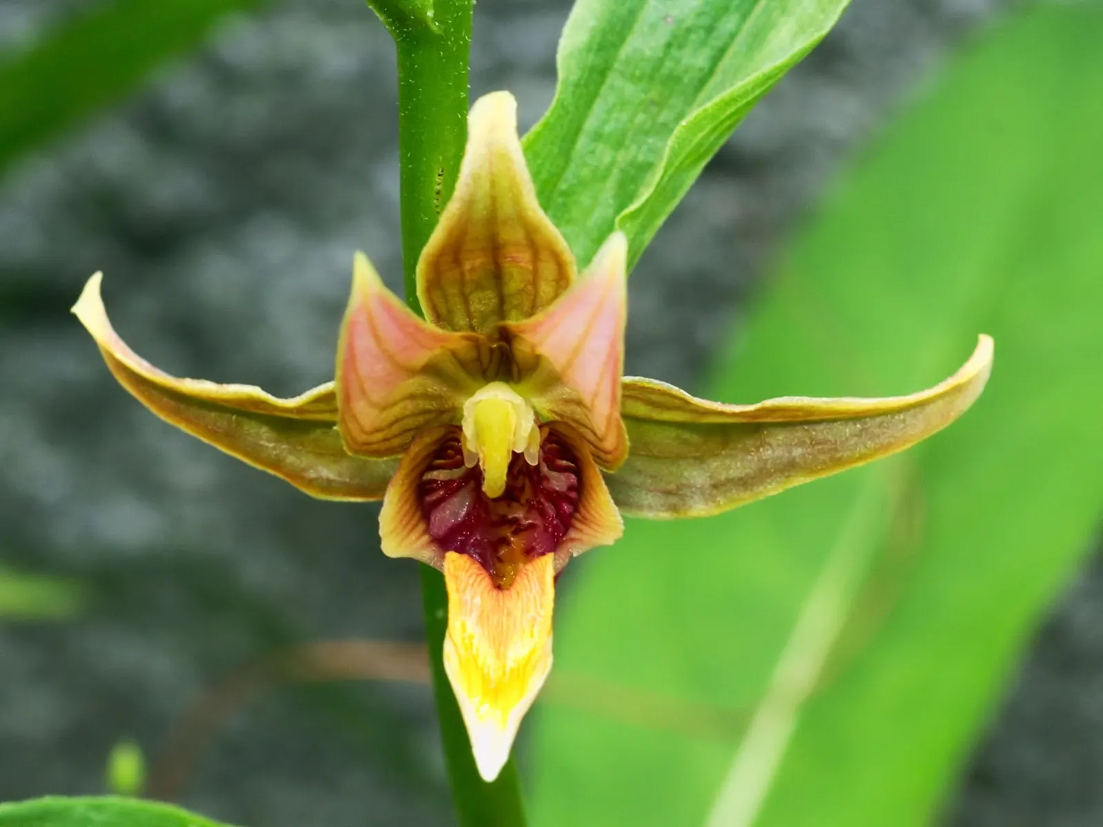 Stream Orchid (Epipactis Gigantea) — the Stream Orchid produces a striking floral display from late spring to early summer