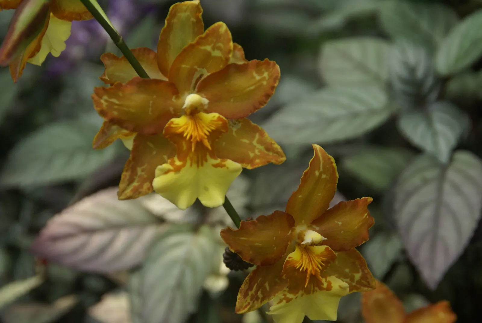 Stream Orchid (Epipactis Gigantea) — The plant's preference lies with humus-rich, well-drained soil; herb / perennial with multi-colored and orange, image 126