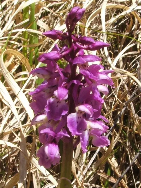 Stream Orchid (Epipactis Gigantea) — lending an exotic appeal to garden settings