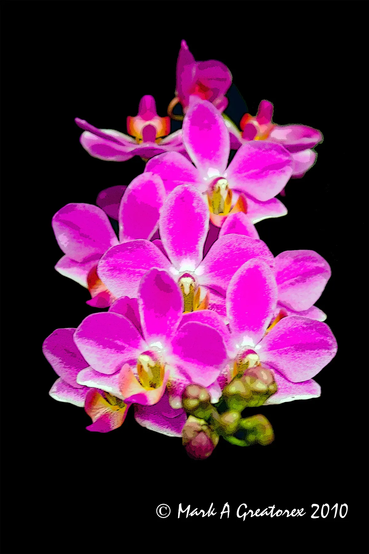Stream Orchid (Epipactis Gigantea) — provided that soil moisture is consistently maintained; lending an exotic appeal to garden settings, image 81