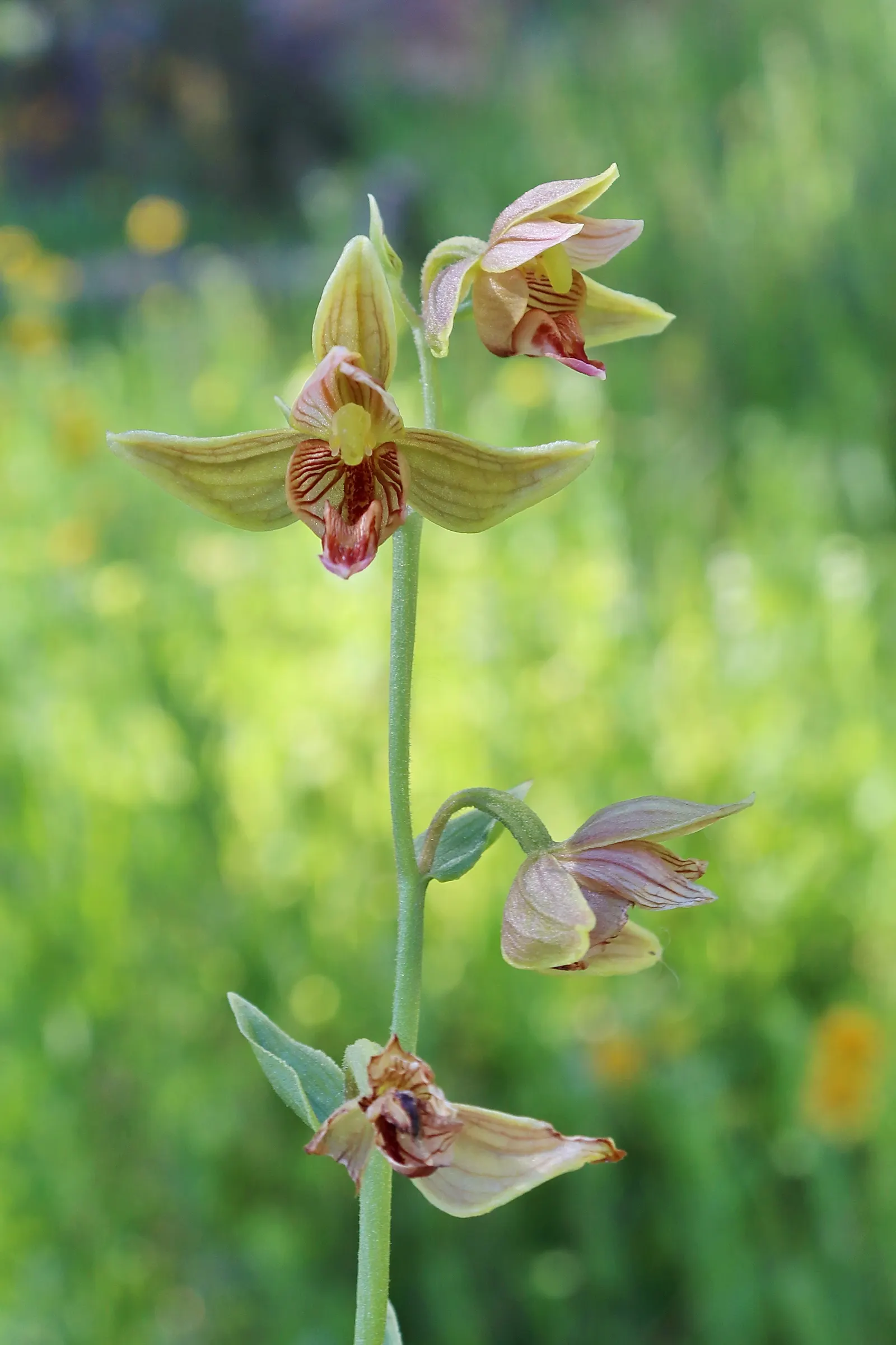 Stream Orchid (Epipactis Gigantea) — In the imperial system, the ideal planting zone range is between 6 to 9; moist, well-drained soil under, image 149