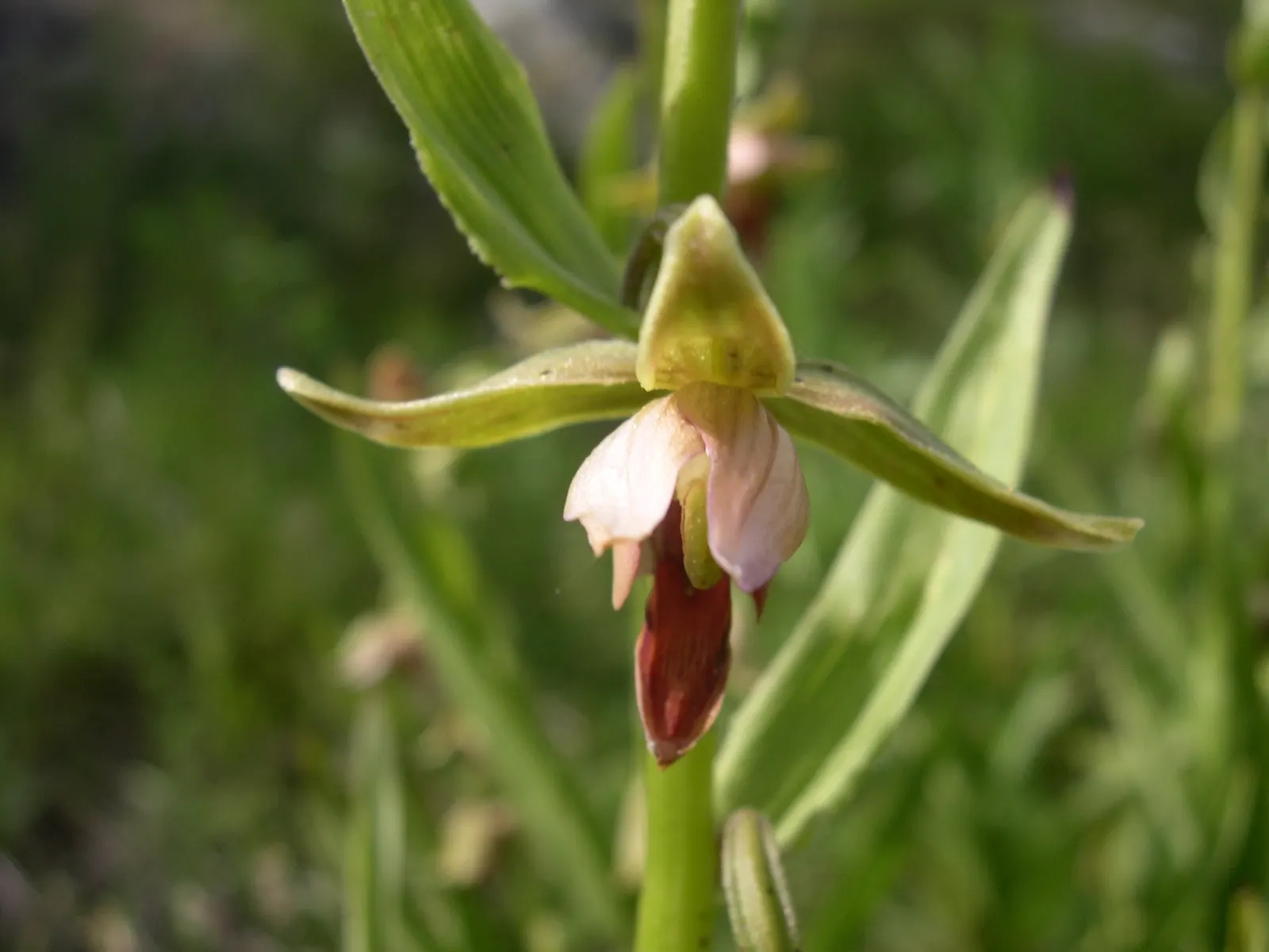 Stream Orchid (Epipactis Gigantea) — often found along streams; the plant's preference lies with humus-rich, well-drained soil, image 97