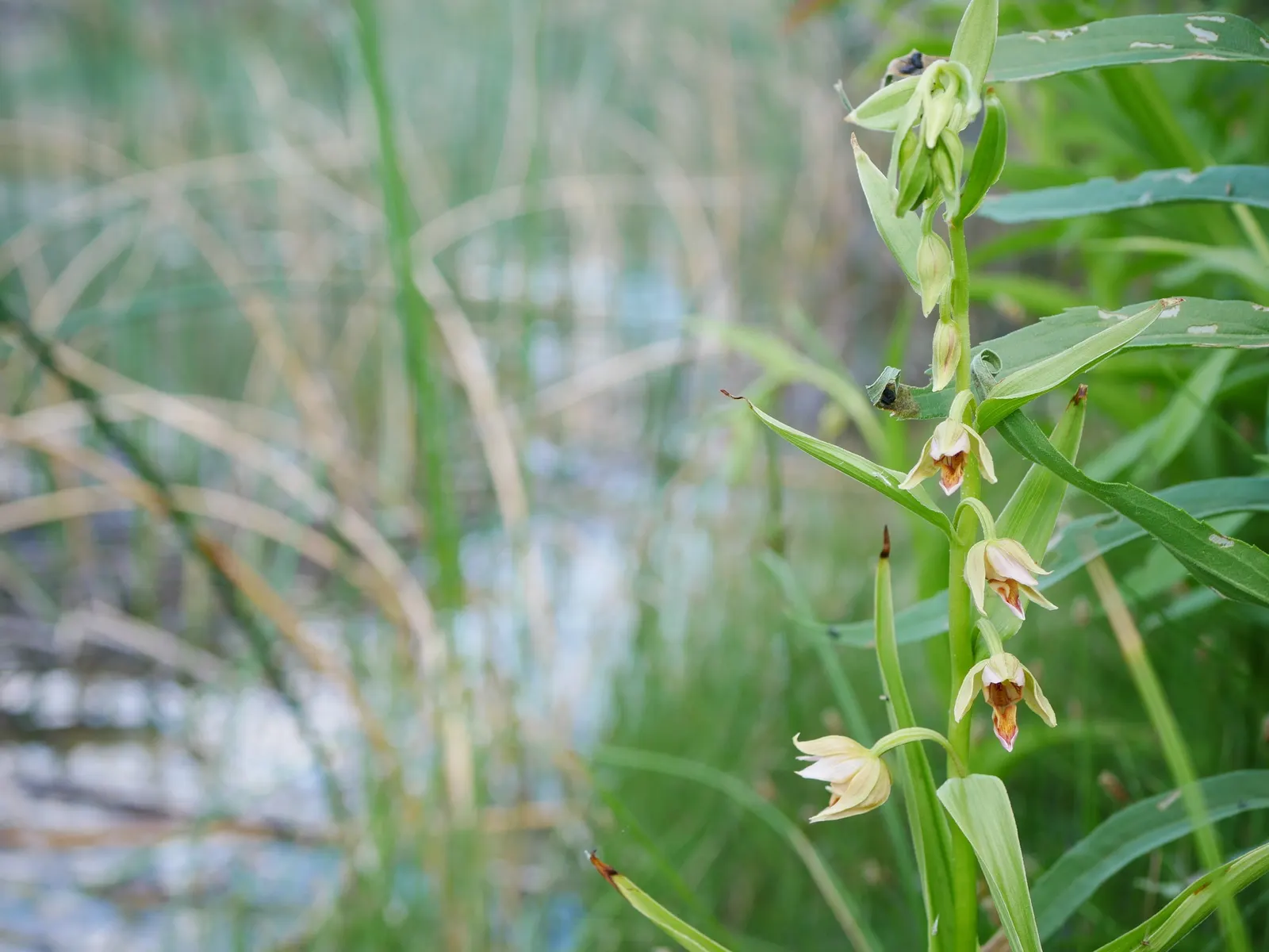 Stream Orchid (Epipactis Gigantea) — The plant also acts as a magnet for local pollinators, adding ecological value to its ornamental charm, image 85