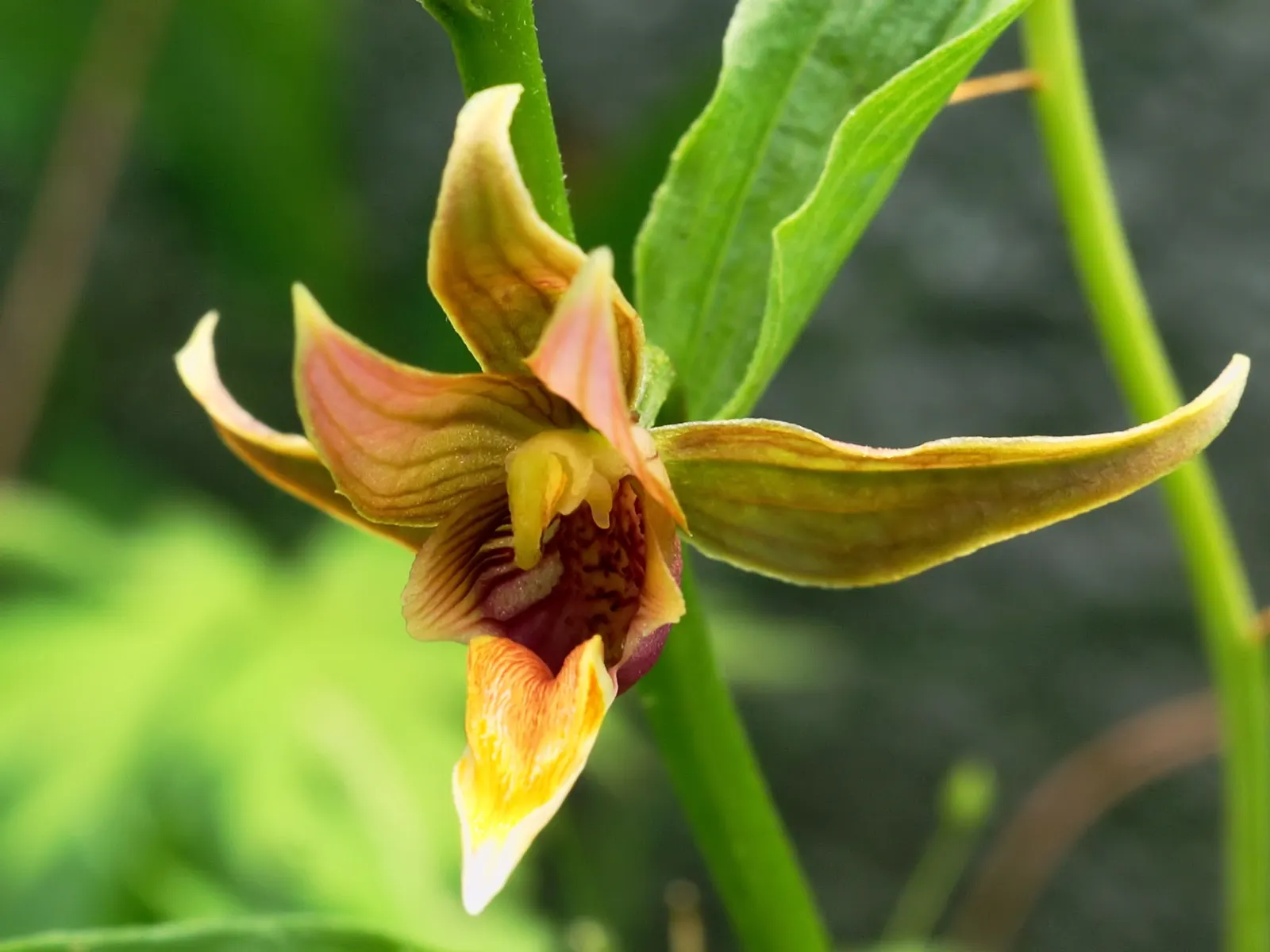 Stream Orchid (Epipactis Gigantea) — Its robust rhizomatous structure allows it to thrive in moist environments; often found along streams