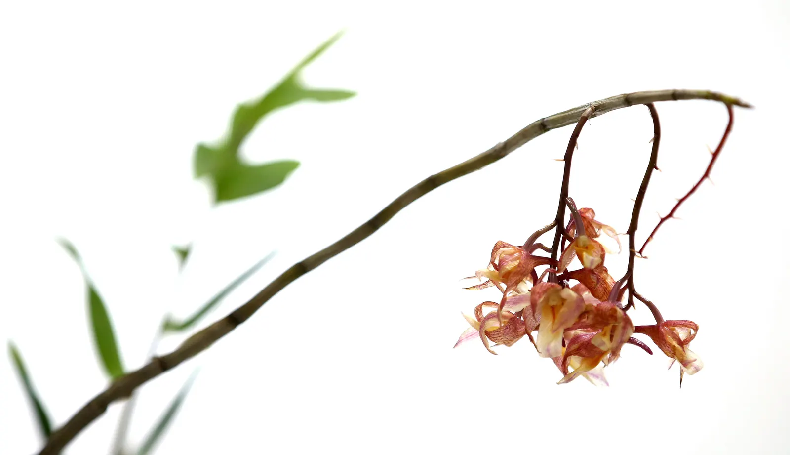 Stream Orchid (Epipactis Gigantea) — their hues a blend of green; it displays captivating 3/4-inch flowers