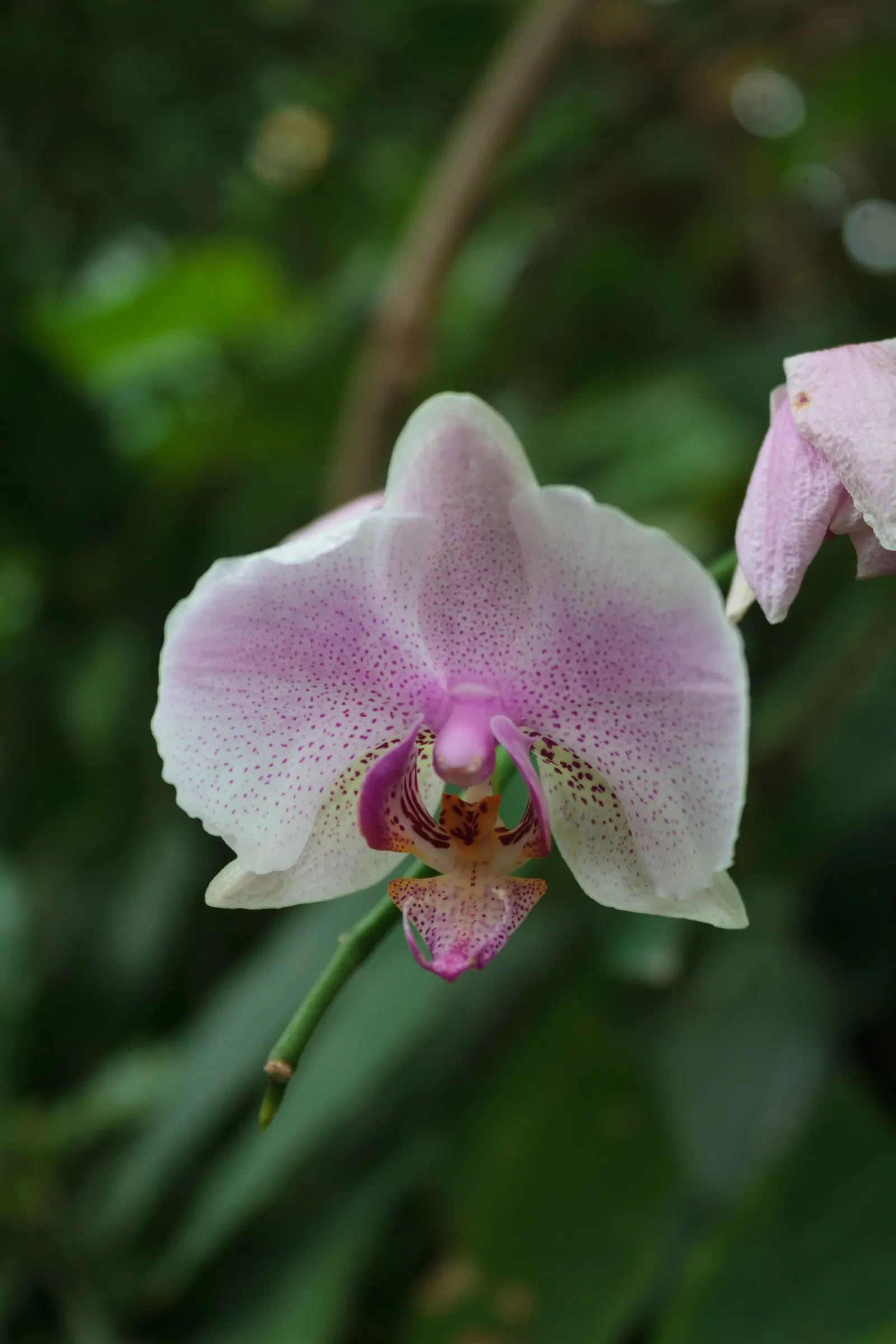 Stream Orchid (Epipactis Gigantea) — provided that soil moisture is consistently maintained; lending an exotic appeal to garden settings, image 125