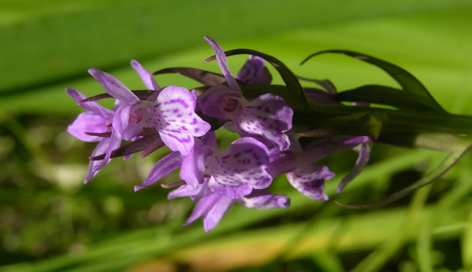 Stream Orchid (Epipactis Gigantea) — Thriving along streams and springs, it reaches heights of 1 to 2 feet, sporting broad, lance-shaped leaves; the Stream