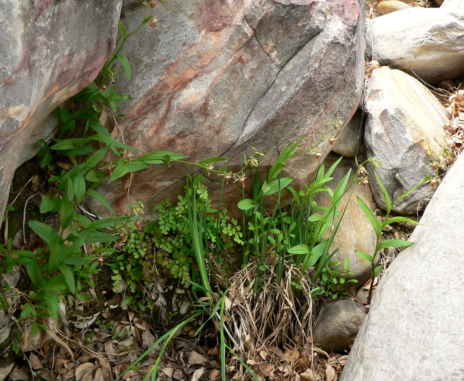 Stream Orchid (Epipactis Gigantea) — It's largely free from serious pests and diseases, making it a robust addition to the landscape; ranging from, image 128
