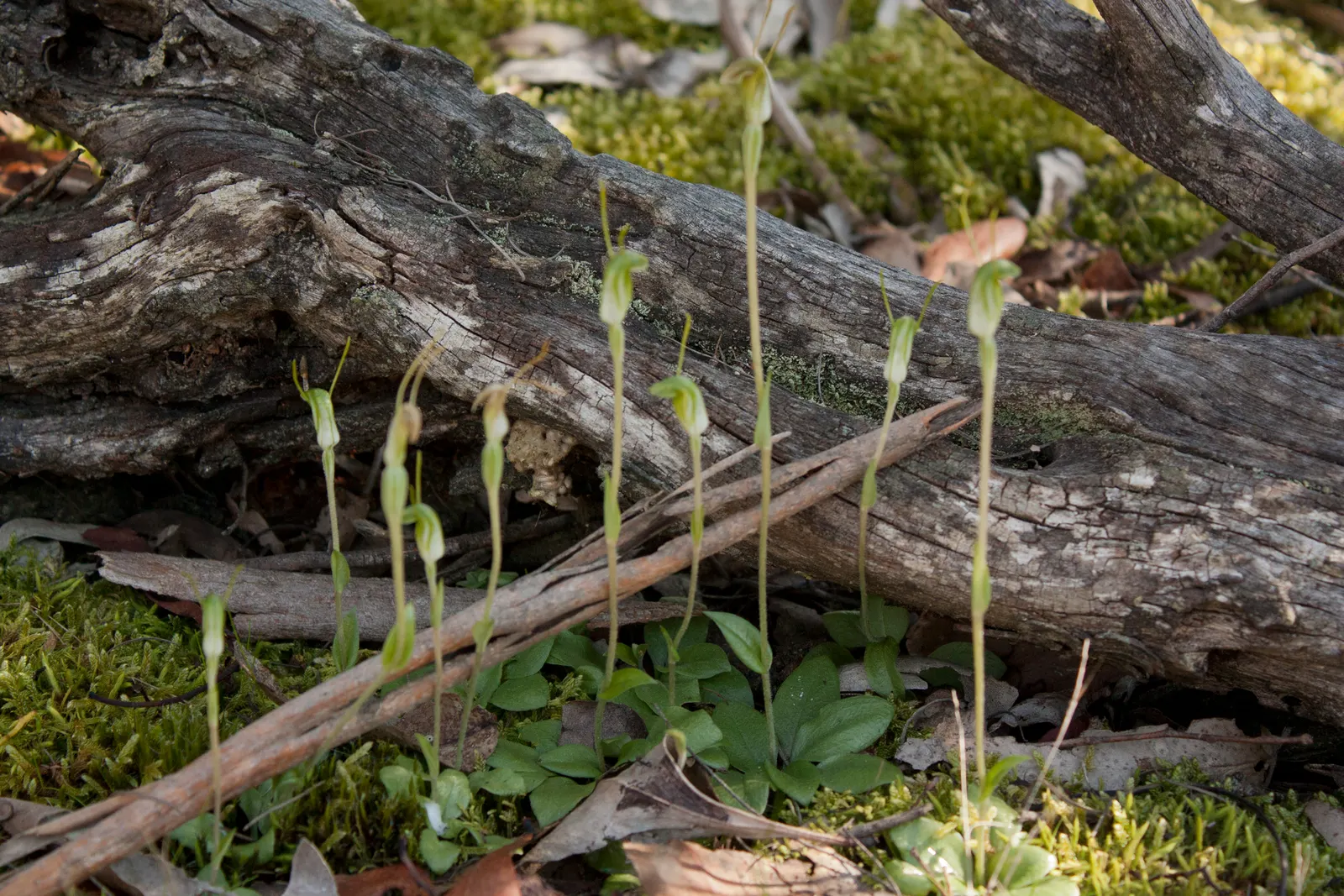Stream Orchid (Epipactis Gigantea) — often found along streams; the plant's preference lies with humus-rich, well-drained soil, image 75