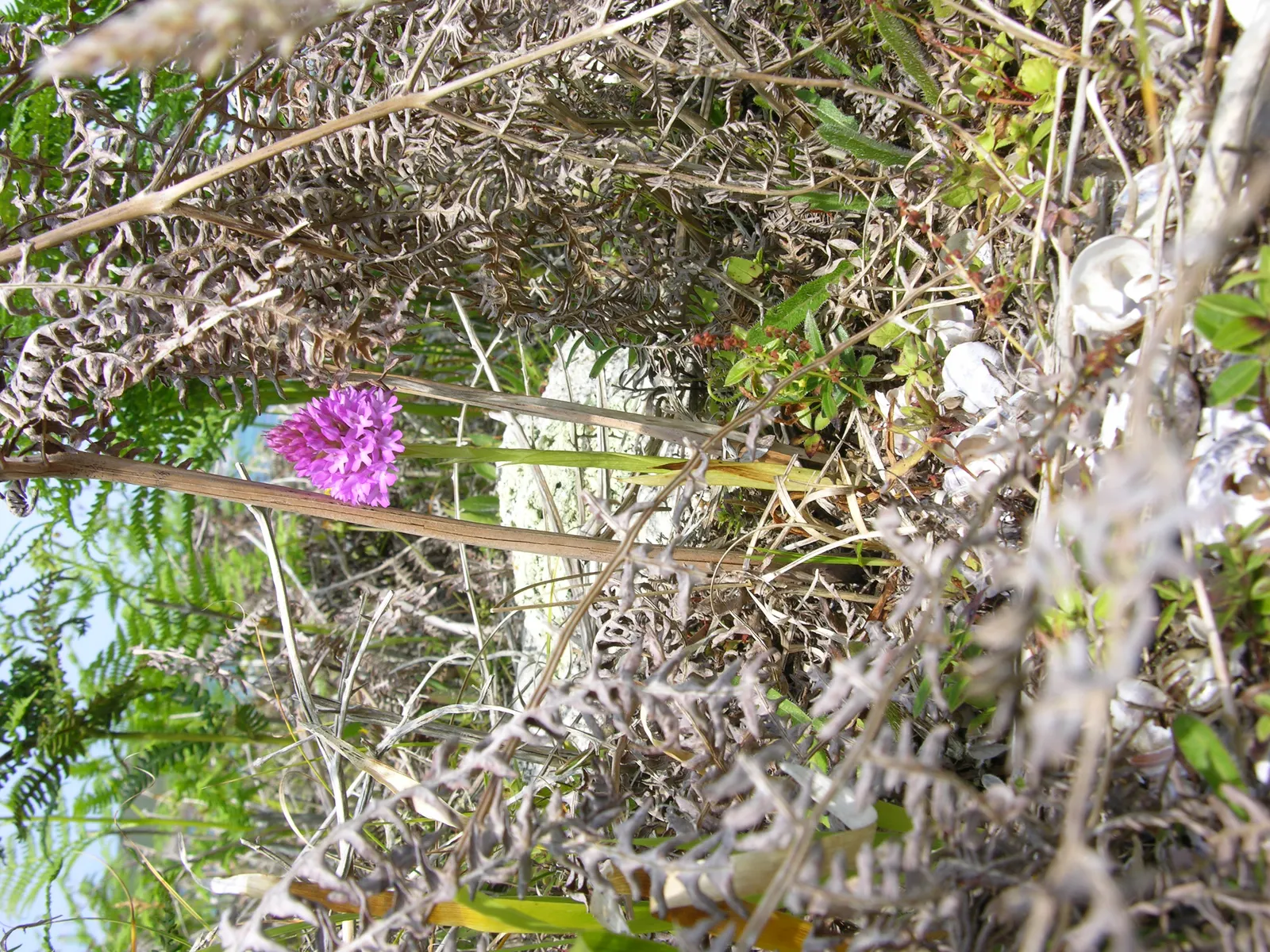 Stream Orchid (Epipactis Gigantea) — standing out against the backdrop of rippling water; typically growing to a height of around 1 to 2 feet, image 93