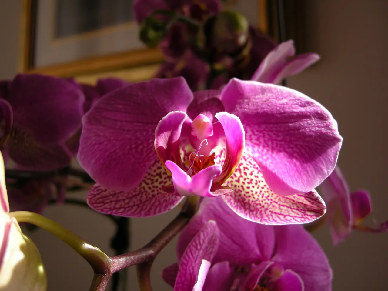 Stream Orchid (Epipactis Gigantea) — provided that soil moisture is consistently maintained; lending an exotic appeal to garden settings