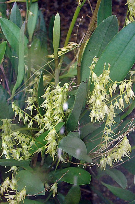 Stream Orchid (Epipactis Gigantea) — The Stream Orchid (Epipactis gigantea) is a striking perennial native to western North America; their hues a, image 89
