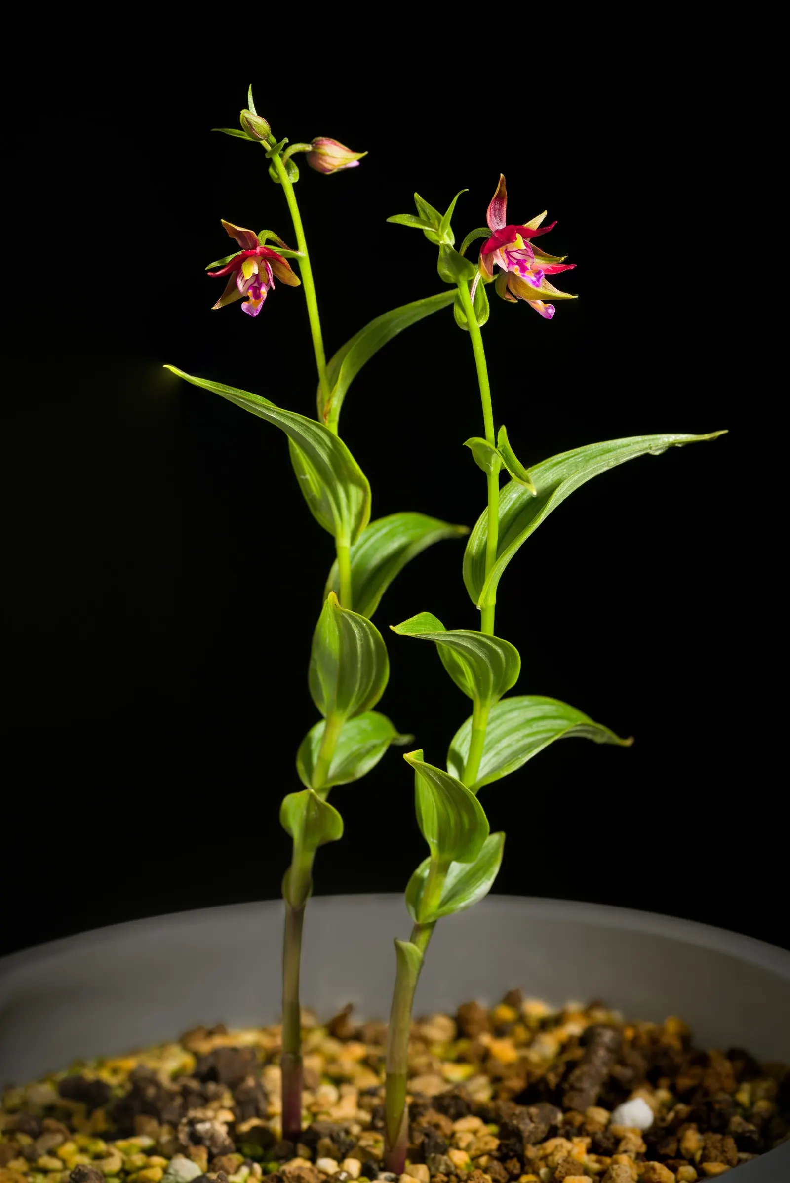 Stream Orchid (Epipactis Gigantea) — lending an exotic appeal to garden settings; stands as a captivating and resilient perennial native to the western regions