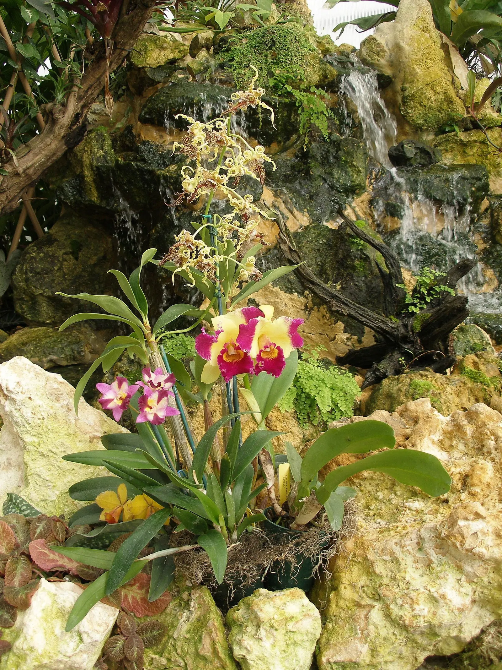 Stream Orchid (Epipactis Gigantea) — standing out against the backdrop of rippling water; typically growing to a height of around 1 to 2 feet