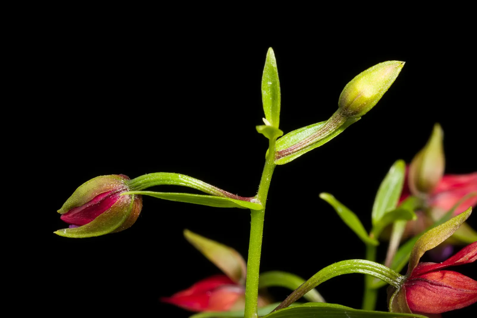 Stream Orchid (Epipactis Gigantea) — Its robust rhizomatous structure allows it to thrive in moist environments; often found along streams, image 74