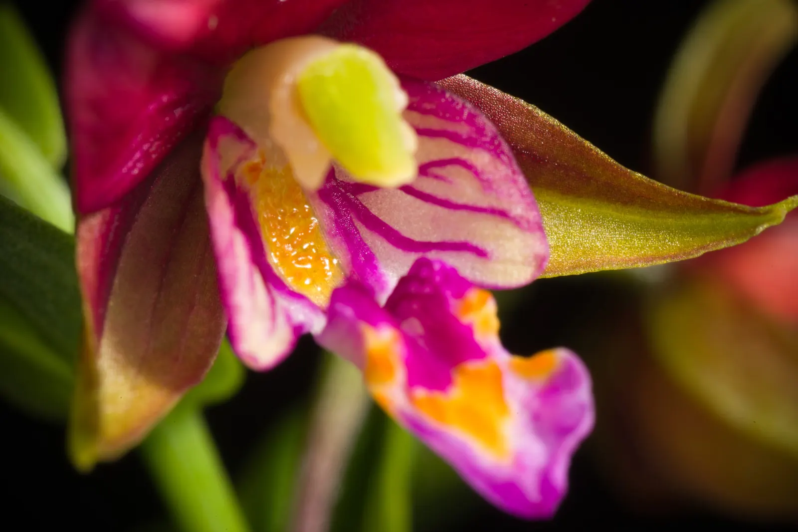 Stream Orchid (Epipactis Gigantea) — ranging from green and brown to a dash of deep pink or purple; herb / perennial for half or shade, image 123