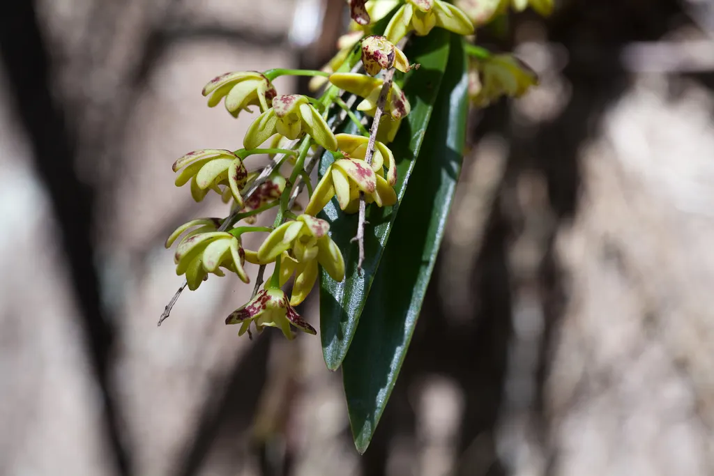 Stream Orchid (Epipactis Gigantea) — In the imperial system, the ideal planting zone range is between 6 to 9; moist, well-drained soil under, image 105