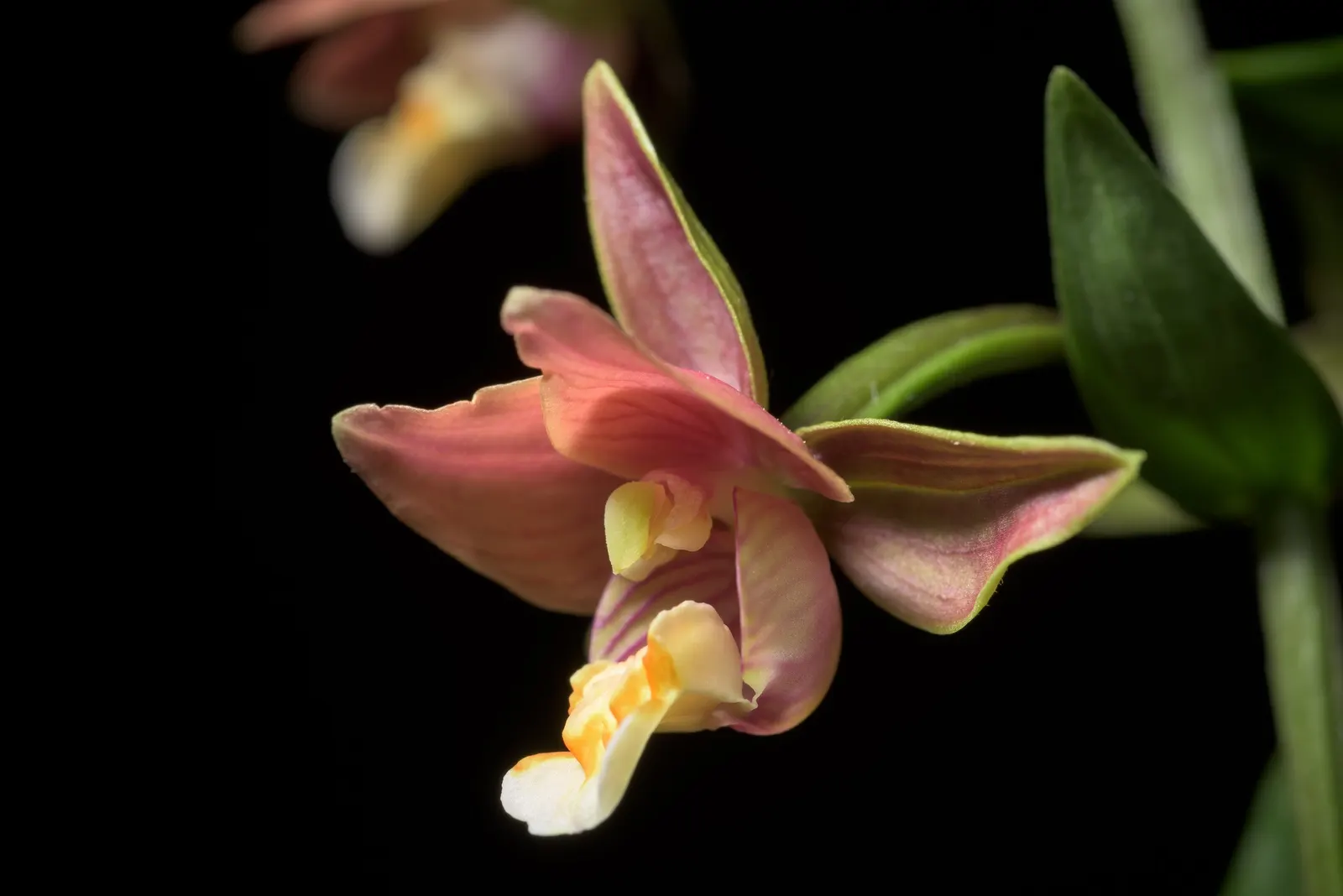 Stream Orchid (Epipactis Gigantea) — the Stream Orchid produces a striking floral display from late spring to early summer; its robust rhizomatous, image 99