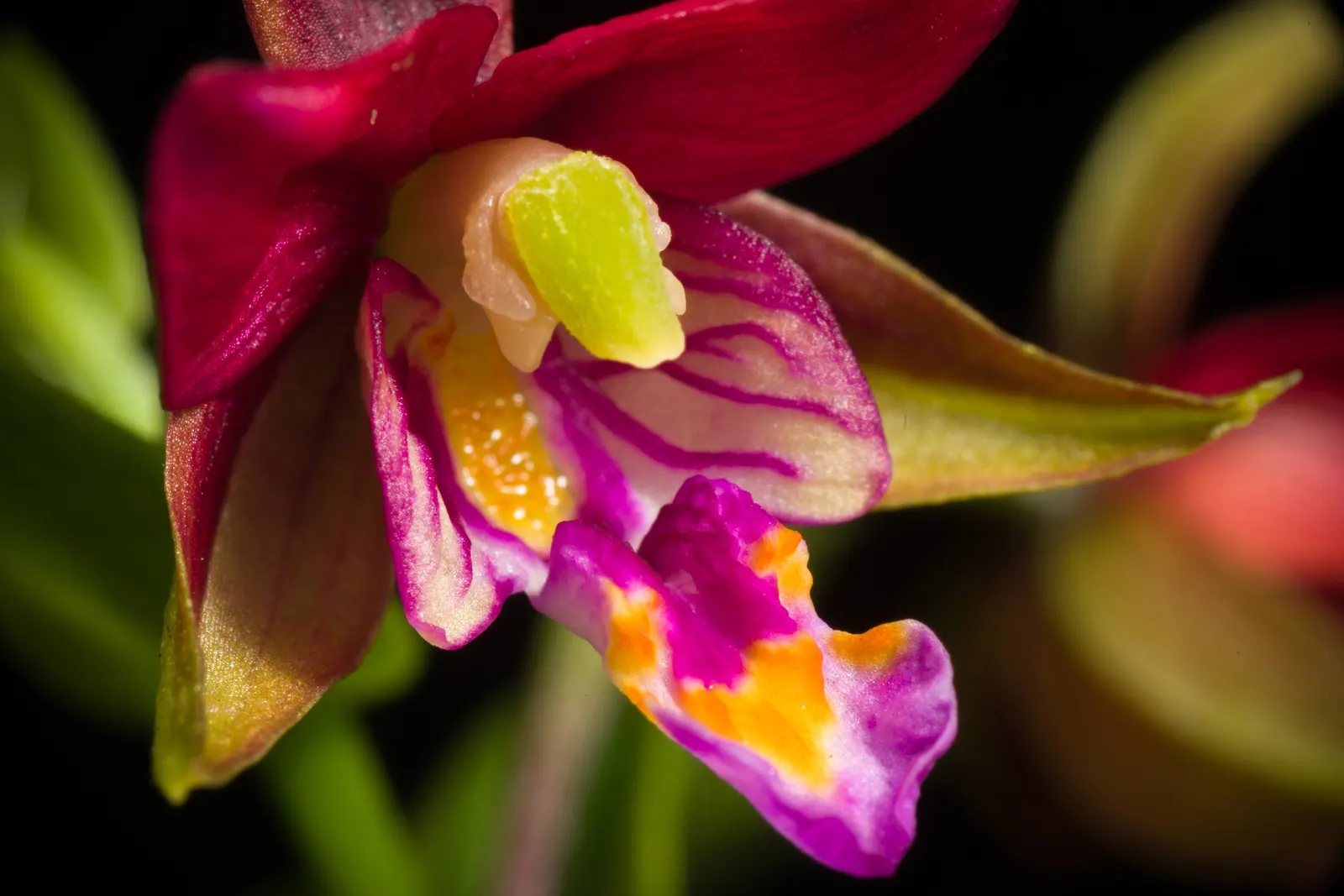 Stream Orchid (Epipactis Gigantea) — provided that soil moisture is consistently maintained