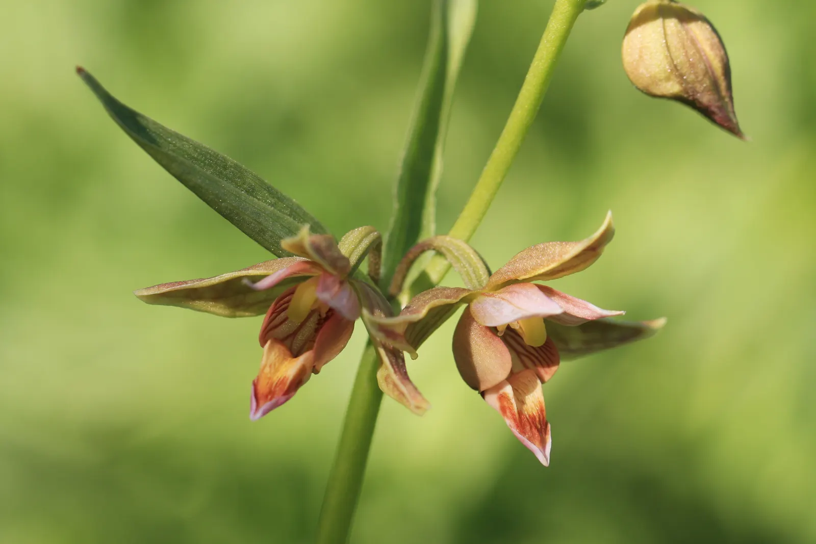 Stream Orchid (Epipactis Gigantea) — herb / perennial with multi-colored and orange and red and yellow blooms; the intricate flowers have a distinctive color