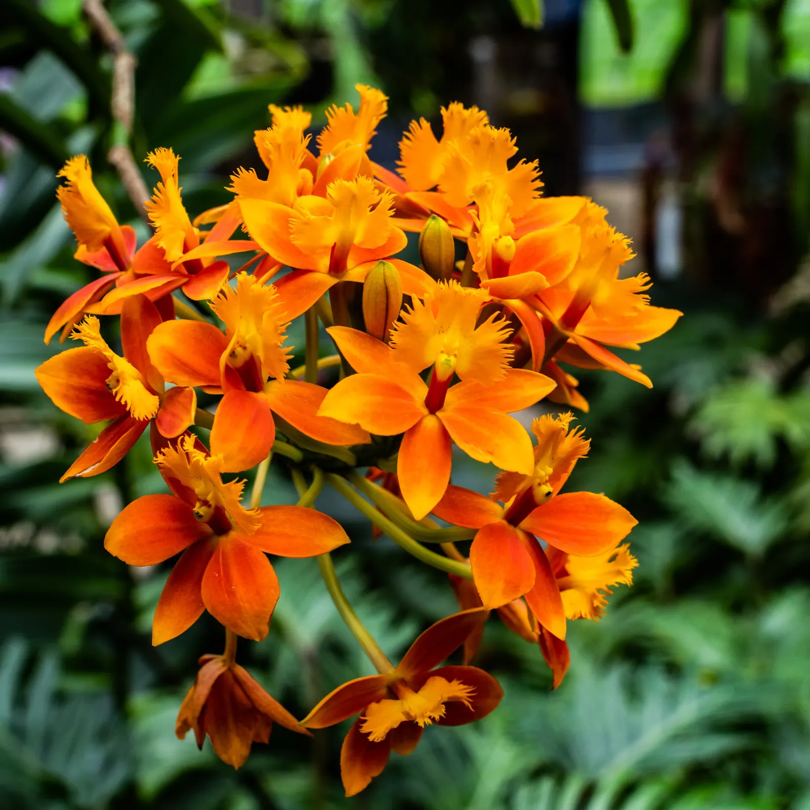 Stream Orchid (Epipactis Gigantea) — In the imperial system, the ideal planting zone range is between 6 to 9; moist, well-drained soil under, image 127