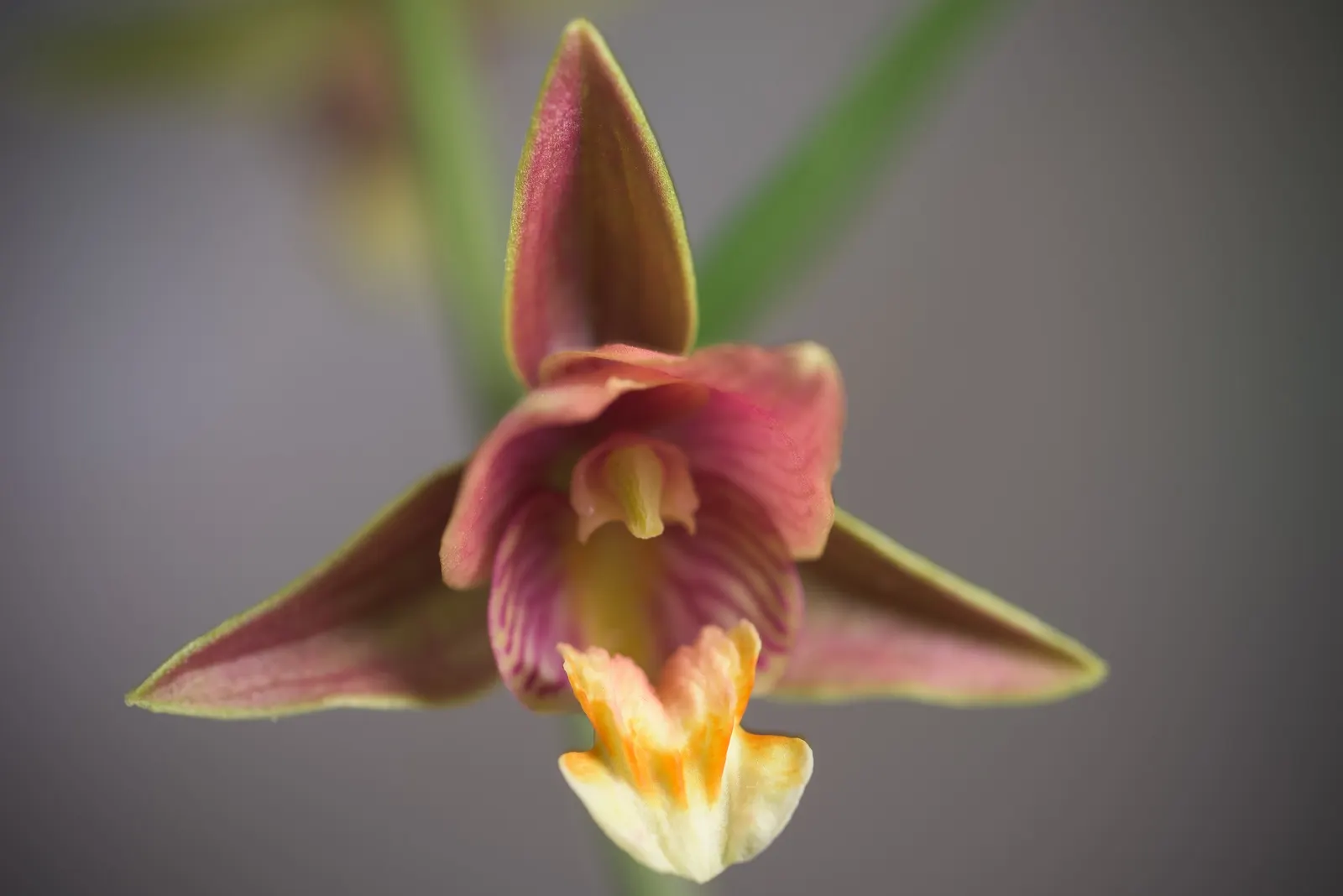 Stream Orchid (Epipactis Gigantea) — lending an exotic appeal to garden settings; stands as a captivating and resilient perennial native to the, image 102