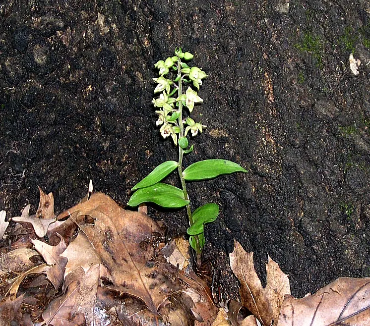 Stream Orchid (Epipactis Gigantea) — Thriving along streams and springs, it reaches heights of 1 to 2 feet, sporting broad, lance-shaped leaves, image 90
