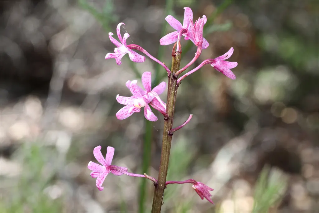 Stream Orchid (Epipactis Gigantea) — standing out against the backdrop of rippling water; typically growing to a height of around 1 to 2 feet, image 115