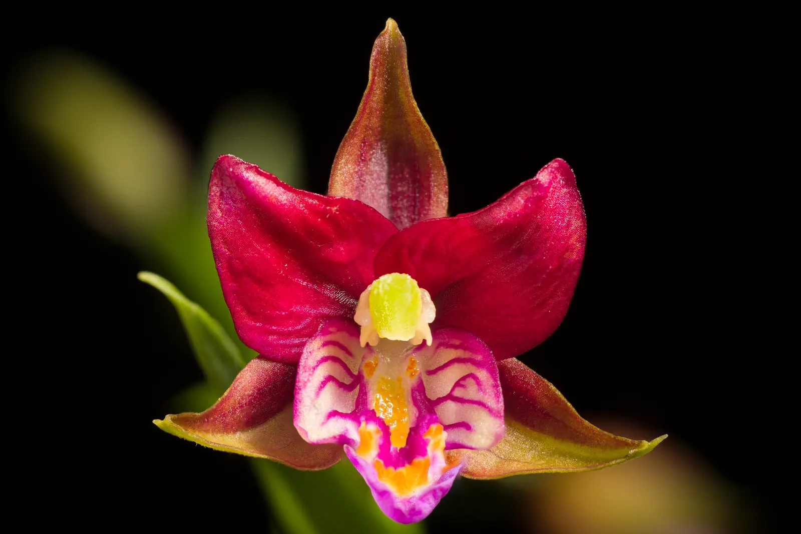Stream Orchid (Epipactis Gigantea) — The plant also acts as a magnet for local pollinators, adding ecological value to its ornamental charm, image 63